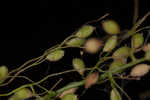 Lindheimer panicgrass